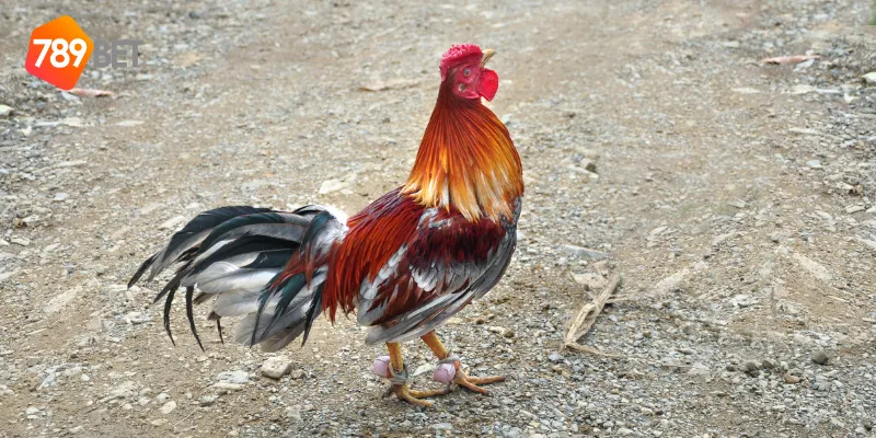 Điểm đặc biệt của đá gà tre trực tiếp