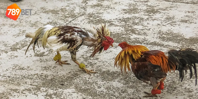 Điểm hấp dẫn của đá gà hoàng gia