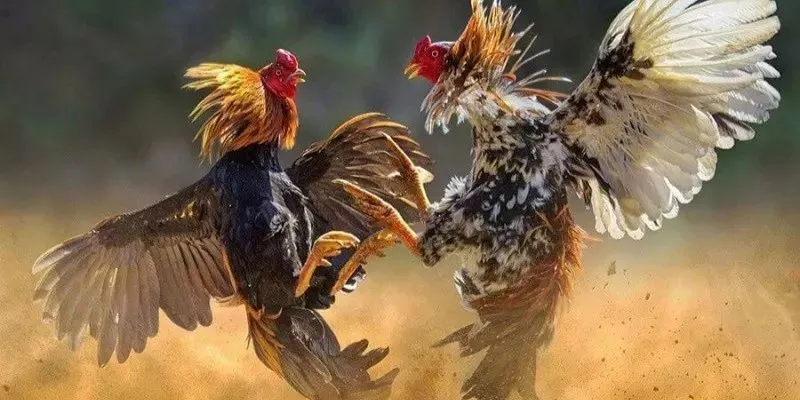 Sự phát triển của gà đá trực tiếp 