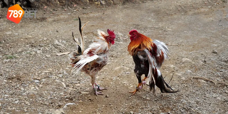 Lợi ích khi tham gia cá cược đá gà tre trực tiếp tại 789BET