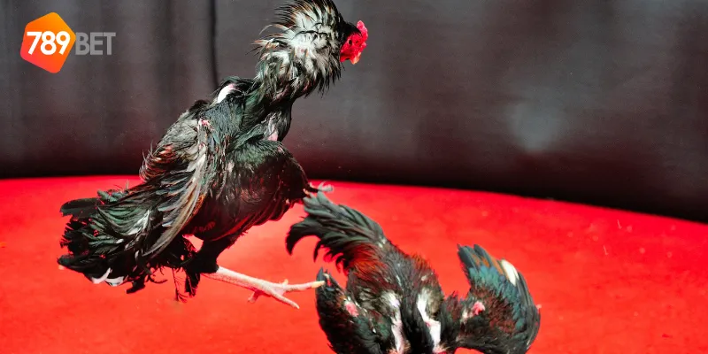 Mẹo cá cược đá gà hoàng gia hiệu quả