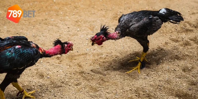 Mẹo phân tích đấu trường gà huyền thoại