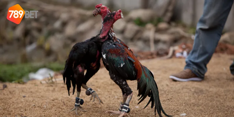 Quy tắc tham gia đá gà hoàng gia quốc tế