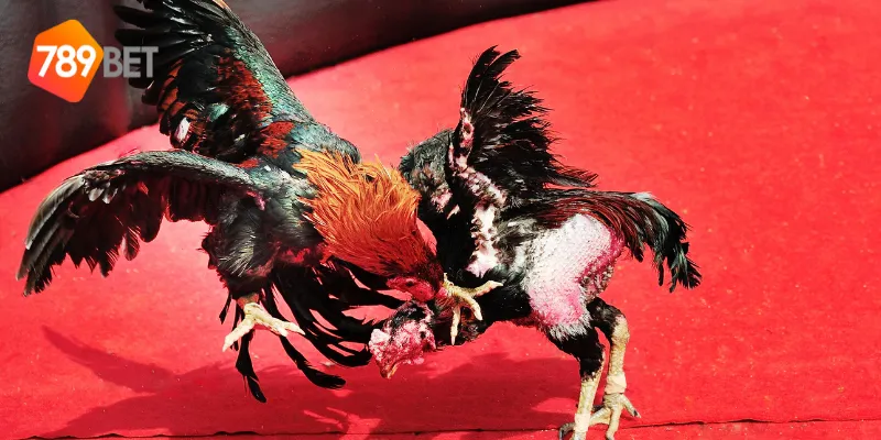 Yếu tố quyết định chiến thắng trong đá gà chiến thuật