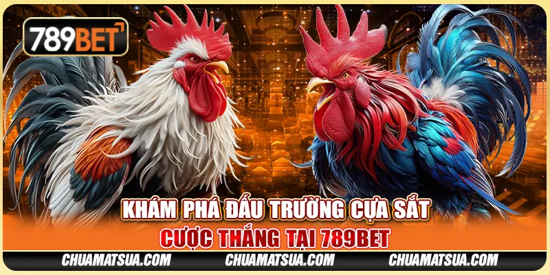 Khám Phá Đấu Trường Cựa Sắt - Cược Thắng Tại 789BET