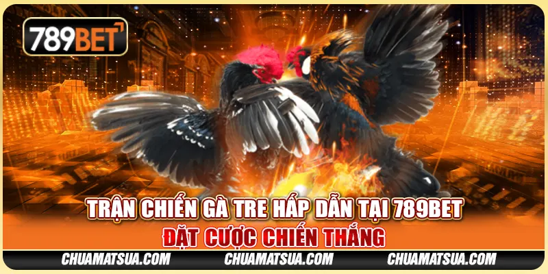 Trận Chiến Gà Tre Hấp Dẫn Tại 789BET - Đặt Cược Chiến Thắng