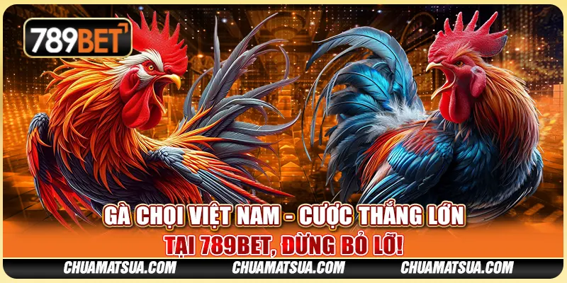 Gà Chọi Việt Nam - Cược Thắng Lớn Tại 789BET, Đừng Bỏ Lỡ!