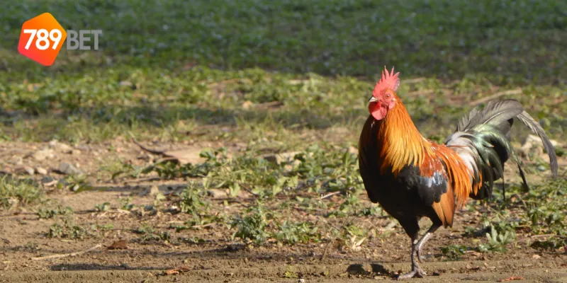 Các loại cược trong trận chiến gà tre