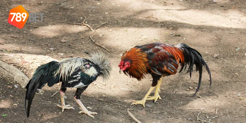 Các loại gà chiến trong đấu trường gà vương quốc