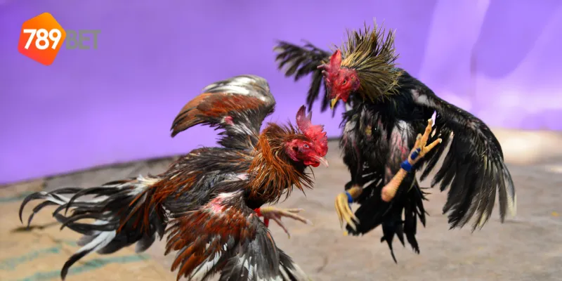 Các trận đá gà Campuchia trực tuyến nổi bật