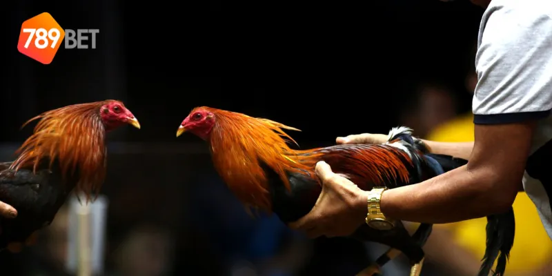 Cách tham gia đấu gà siêu chiến