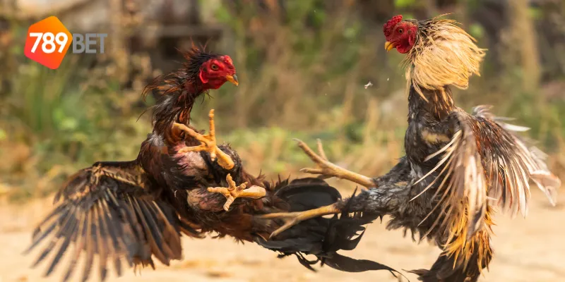 Cảm giác cực đã khi tham gia đấu gà siêu chiến