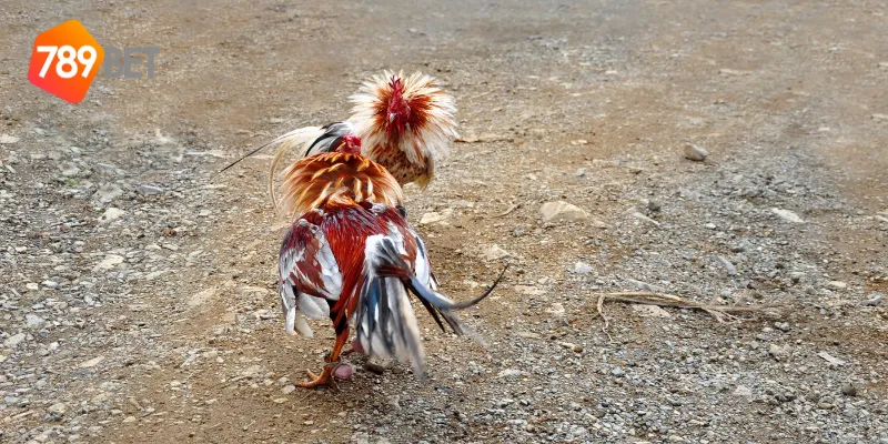 Chiến lược cược thắng lớn trong trận chiến gà tre