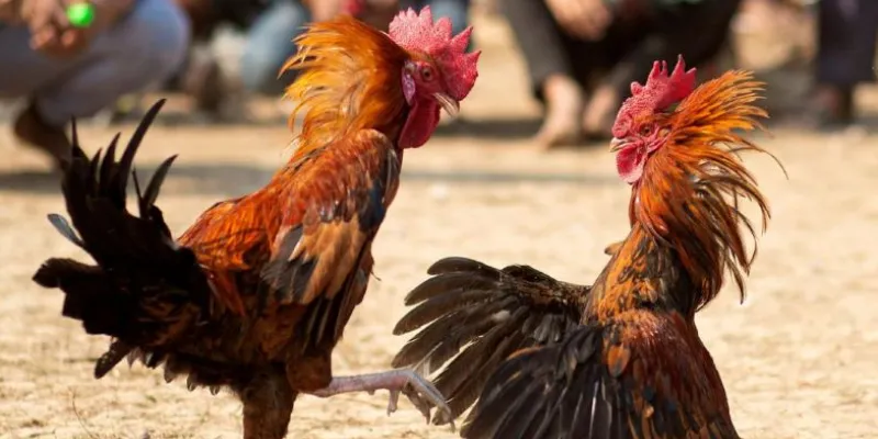 Bí quyết đặt cược đá gà hàng xáo thông minh