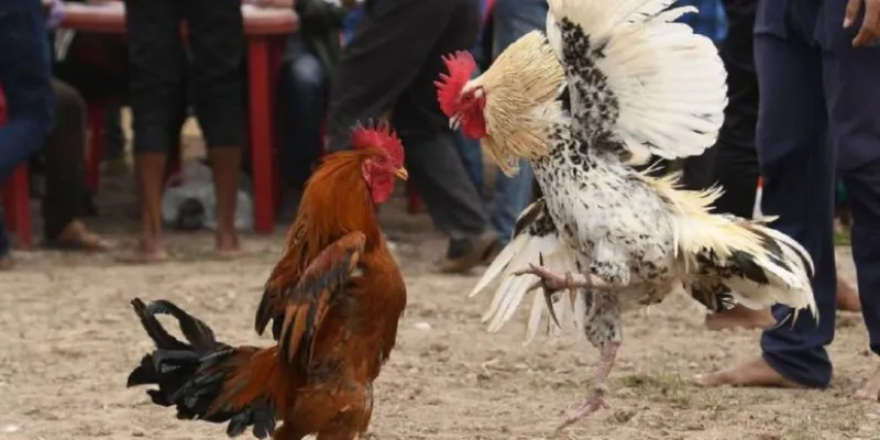 Khái quát đá gà hàng xáo