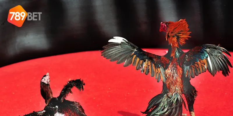 Đấu gà chọi Việt Nam là gì?