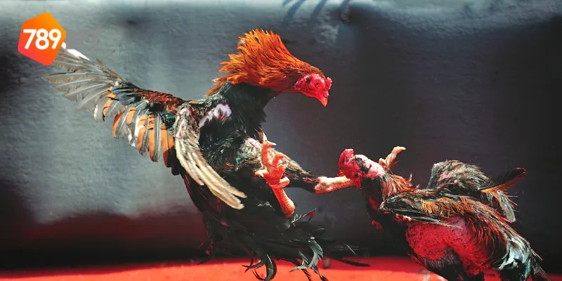 Giới thiệu sự hấp dẫn của đấu trường gà vương quốc