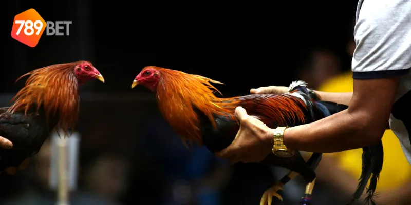 Mẹo cược đá gà Campuchia Trực Tuyến thắng lớn