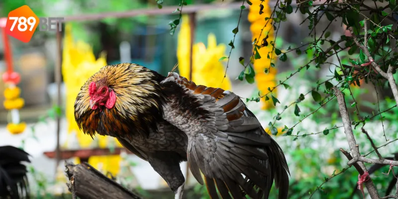 Mẹo thắng cược khi tham gia đấu gà chọi Việt Nam