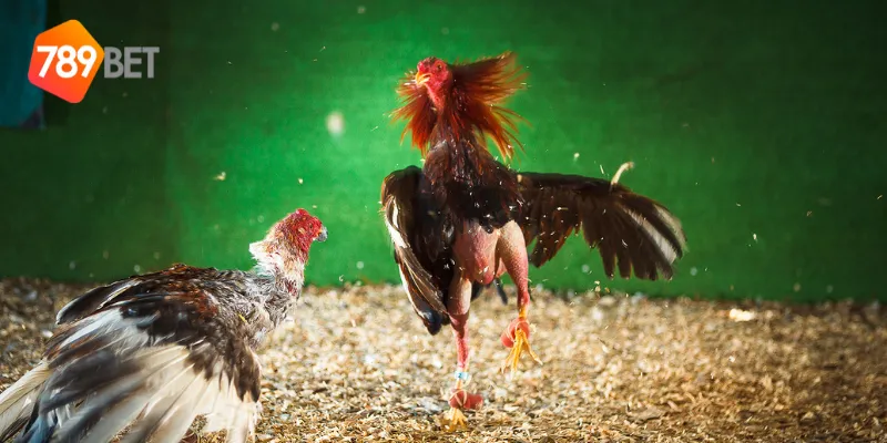 Những điểm đặc biệt trong đấu gà siêu chiến