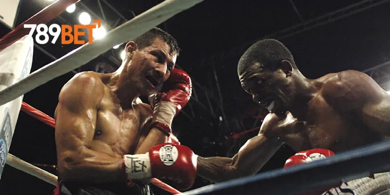 Cách cập nhật thông tin cá cược boxing