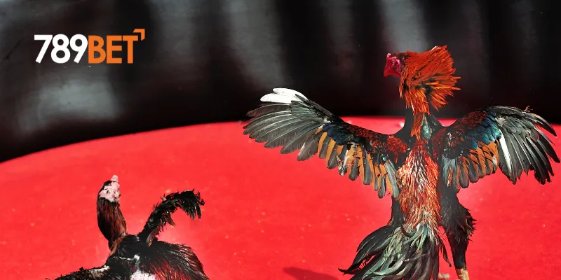 Cách theo dõi đá gà trực tiếp C3