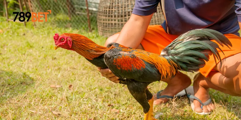 Chiến thuật chơi gà nòi đại chiến luôn thắng
