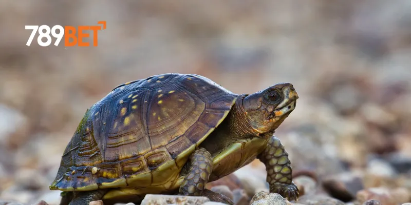 Giải mã giấc mơ thấy con rùa