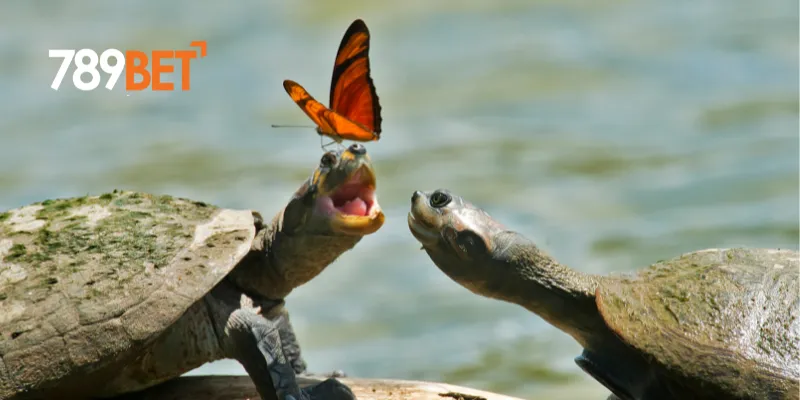 Liên kết giấc mơ thấy con rùa vào lô đề