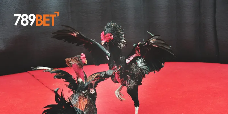 Lý do thu hút người chơi của đá gà trực tiếp C3
