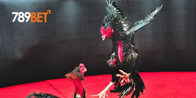 Những trận đá gà trực tiếp C3 siêu cuốn