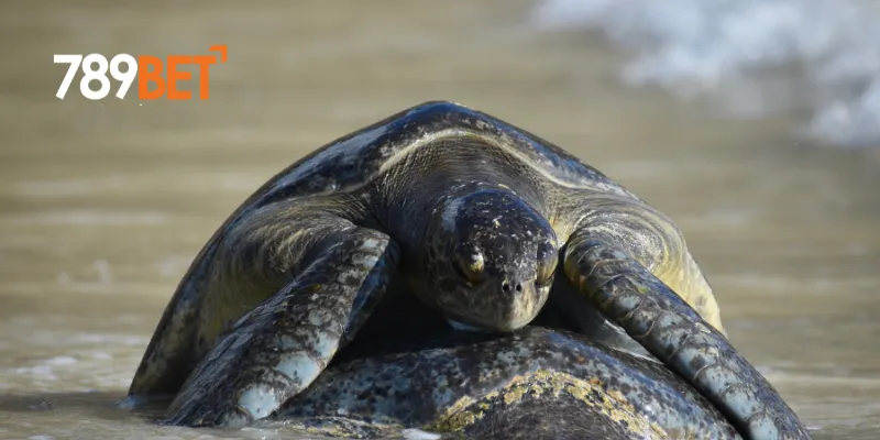 Ý nghĩa của giấc mơ thấy con rùa