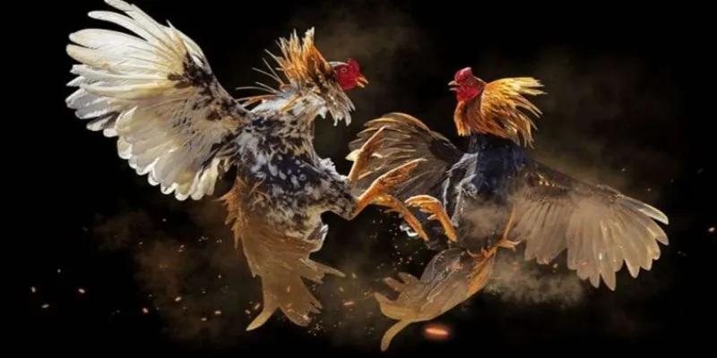 Vài nét về cá cược đá gà siêu hạng tại 789Bet