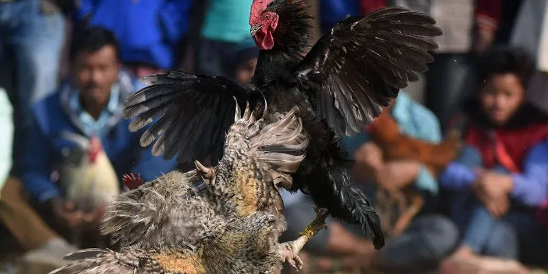 Mẹo cá cược đá gà siêu hạng từ chuyên gia