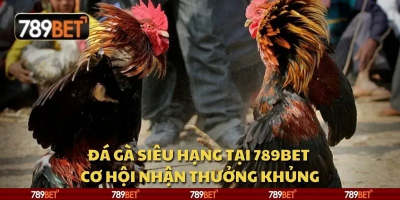Đá gà siêu hạng tại 789Bet - Cơ hội nhận thưởng khủng