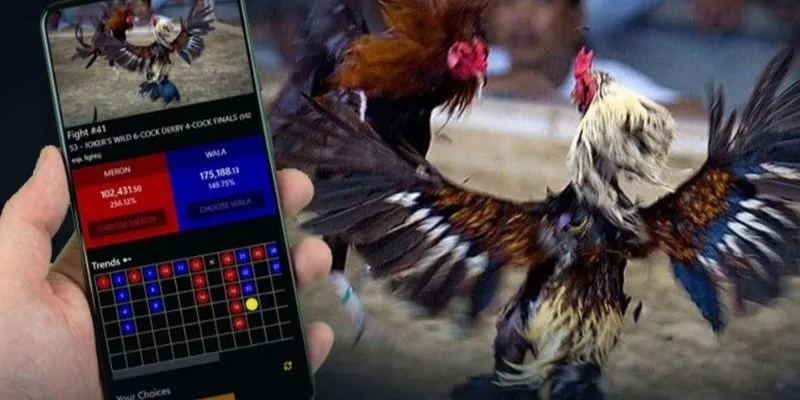 Tổng hợp các điểm nổi bật của đá gà siêu tốc 