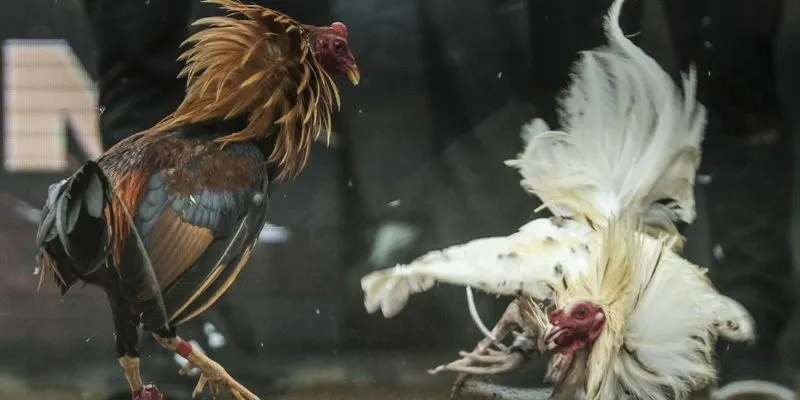 Thủ thuật thắng lớn khi cá cược đá gà siêu tốc