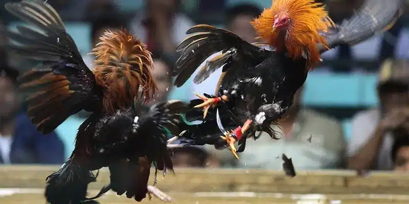 Các chiến kê nổi bật tham gia vào trận chọi gà 24 tỷ