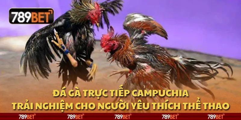 Đá gà trực tiếp Campuchia: Trải nghiệm cho người yêu thích thể thao