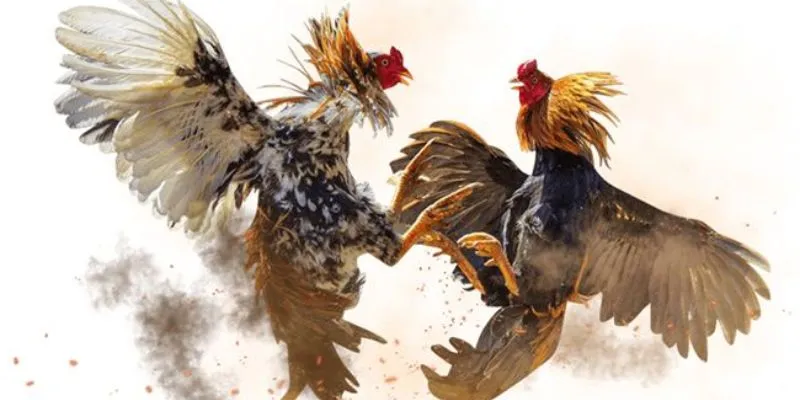 Những loại cược phổ biến khi đá gà campuchia 