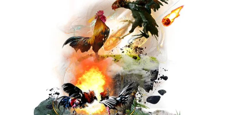 Những điểm mấu chốt trong kết quả đá gà 