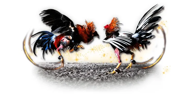 Bí kíp chơi đá gà trực tuyến campuchia từ các cao thủ 