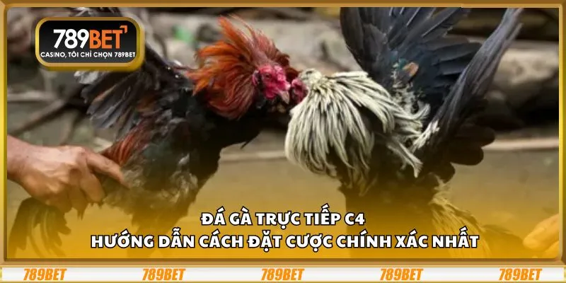 Đá gà trực tiếp C4: Hướng dẫn cách đặt cược chính xác nhất
